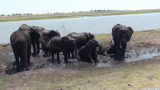 チョベ国立公園、象の水浴び・泥浴びボツワナ Chobe National park [upl. by Nalniuq]