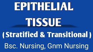 STRATIFIED EPITHELIAL TISSUE  TRANSITIONAL EPITHELIAL TISSUE [upl. by Aimat]