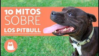 10 mitos sobre los pitbull  CURIOSIDADES de los PITBULL [upl. by Oramlub]