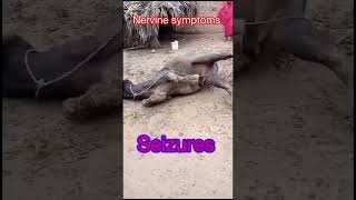 Seizures l Nervine symptoms l dr Umar Khan [upl. by Meletius]