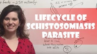 Lifecycle of Schistosomiasis Parasite [upl. by Fugate]