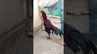 Sandai seval whatsapp status tamil youtubeshorts sandaikozhi petlovers [upl. by Boggs]