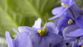 Pollinating African Violets Developing seed pods [upl. by Nappie]