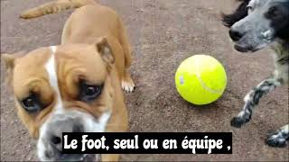 Le Bulldog continental un chien plein de surprises [upl. by Lleroj]