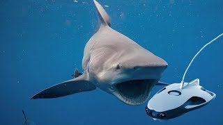 SHARK ATTACKS UNDERWATER DRONE [upl. by Kciremed]