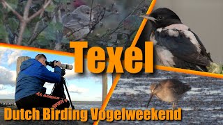 Dutch Birding vogelweekend Texel 2024 [upl. by Aicala]