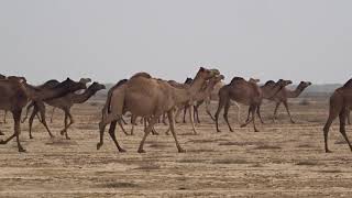 Camel Caravan  Kutch Gujarat II [upl. by Dwyer119]