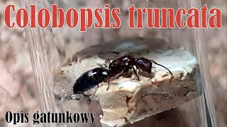 🐜 Colobopsis truncata Camponotus truncatus  Opis gatunkowy [upl. by Kilan527]