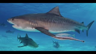 110103 Shark Expedition Trip Video [upl. by Mloc]