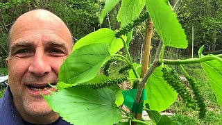 Pakistan Mulberry and Weeping Mulberry tree Grow Mulberries zones 410 [upl. by Nacim851]