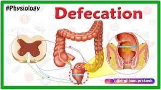 Physiology of Defecation Animation  Defecation reflex  Constipation [upl. by Llennaj831]