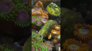 Loving the zoa garden and pectinia [upl. by Glennon]