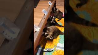 Rescuing orphaned raccoons rescueanimals animals animalrescue raccoons [upl. by Tigdirb]