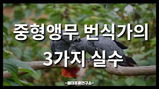 중형앵무 번식가의 3가지 실수 [upl. by Rasia]