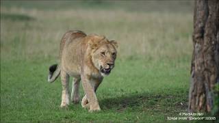 Spearboy as youngster Notch Boys Upper Rongai pride Maasai Mara lions [upl. by Teryl]