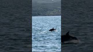 Boat Trip from Mallaig Scotland Whales dolphins islands and mountains [upl. by Elinore]