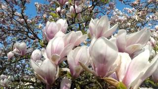 Magnolienbaum in voller Blüte [upl. by Aiek]