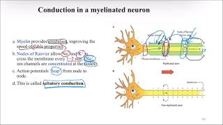 After action potentialNerve accommodationsynapses [upl. by Lanor205]