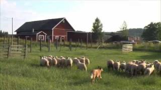 Australian Cattle Dog Herding Sheep [upl. by Irah]