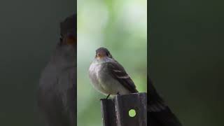 Eastern Wood Pewee calling [upl. by Bartholomeo112]