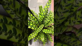 Calathea Rattlesnake plants mychannel [upl. by Mccully461]