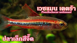 เวซแมนเตตร้า ปลาเล็กสีจี๊ด Poecilocharax weitzmani [upl. by Annahvas]