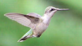 Hummingbird Wing Sounds [upl. by Meggie]