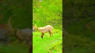 Lovely Goat goat funny shortsfeed [upl. by Dorelle]