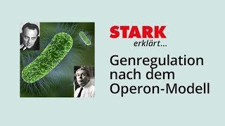 m RNAProzessierung  Genetisches System amp Proteinbiosynthese bei Eukaryoten einfach erklärt [upl. by Declan]