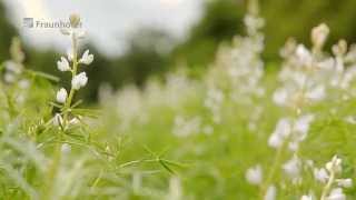 Superfood Lupinen Süßlupine als Ersatz für tierische Produkte [upl. by Olenolin]