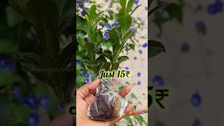 Just 15₹ 😲ku Plants starts shorts unboxing plantshopping [upl. by Zoeller]