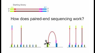 NGS How does paired end sequencing work [upl. by Yelhsa368]