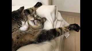 😺 Хочу любви 🐈 Видео смешных котов и котят для хорошего настроения 😻 [upl. by Seitz]