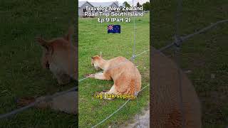 Perangai alpaca di Wanaka Lavender Farm  Travelog New Zealand Ep9 Part 2 [upl. by Callan]