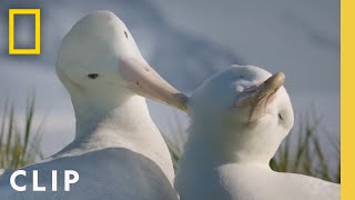 Albatross Love Story  Incredible Animal Journeys  National Geographic [upl. by Kondon222]