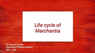 Life Cycle of Marchantia [upl. by Aciemaj]