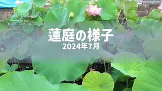 蓮庭の様子～202407～ [upl. by Sibley]