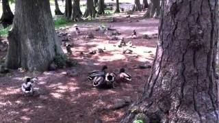 Ducks Mating Forcibly [upl. by Faden655]