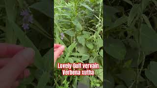 Gulf vervain Verbena xutha is a native TX choice similar to verbena bonariensis butterflygarden [upl. by Gaves8]