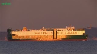 Evening glow Vehicle Carrier ISOLDE Wallenius Wilhelmsen Flag SWEDEN IMO 8321345 [upl. by Purdy136]