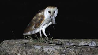 Barn Owl bringing food to the nest  Cyprus  by George Konstantinou  Video 1052018 [upl. by Ennovad]