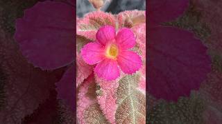 Episcia Pink Smoke [upl. by Silsby]