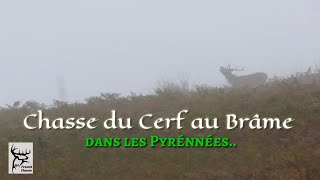 Chasse à lapproche du Cerf des Pyrénées quotCerf au brâme dans la brumequot [upl. by Neros]