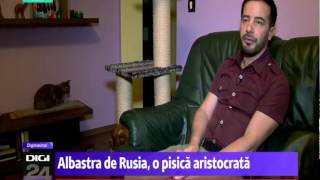 Digi 24 Digipet  Albastra de Rusia o pisica aristocrata [upl. by Clayborne]