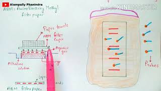 Northern blotting technique  RNA blotting  Detection of RNA  Bio science [upl. by Mariette]