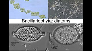 Bacillariophyta DiatomsPhycology and Bryology [upl. by Dicks]