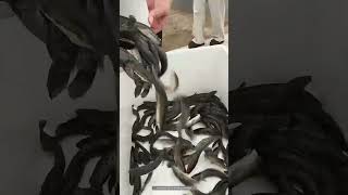 Snakehead Fish Fry Artificially Breeding Technique [upl. by Sybil]