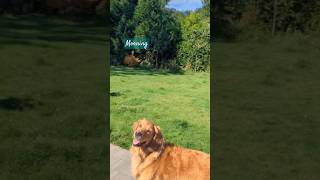 goldenretriever catchball catchballgame doglife doglover doglove playtime dogshortsrollover [upl. by Drol]