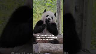 Giant pandas are making a giant return to Washington DC Shorts [upl. by Eiramadnil]