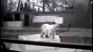 Moonwalking Polar Bear [upl. by Pollie]